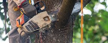 Leaf Removal in Amherst, VA