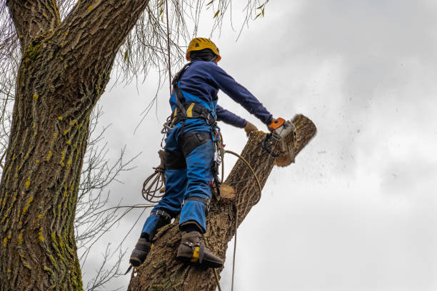 Amherst, VA Tree Services Company