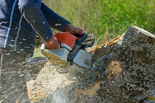 Why Choose Our Tree Removal Services in Amherst, VA?